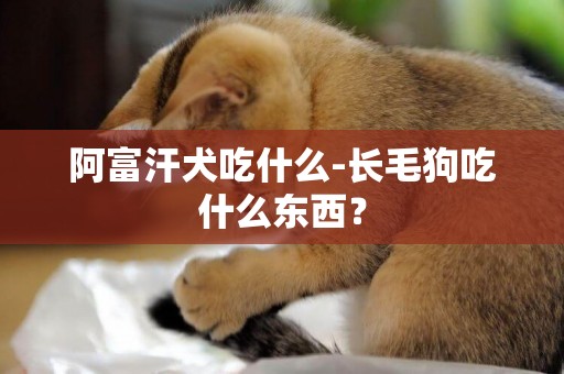 阿富汗犬吃什么-長毛狗吃什么東西？