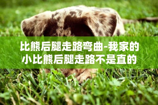 比熊后腿走路彎曲-我家的小比熊后腿走路不是直的
