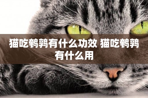 貓吃鵪鶉有什么功效 貓吃鵪鶉有什么用