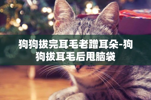狗狗拔完耳毛老蹭耳朵-狗狗拔耳毛后甩腦袋