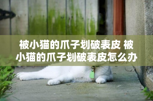 被小貓的爪子劃破表皮 被小貓的爪子劃破表皮怎么辦