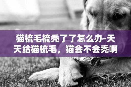 貓梳毛梳禿了了怎么辦-天天給貓梳毛，貓會不會禿啊？