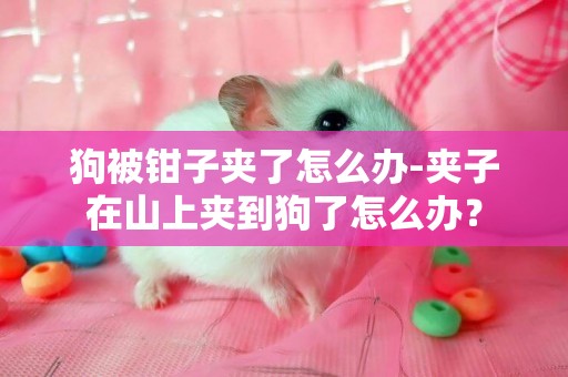 狗被鉗子夾了怎么辦-夾子在山上夾到狗了怎么辦？