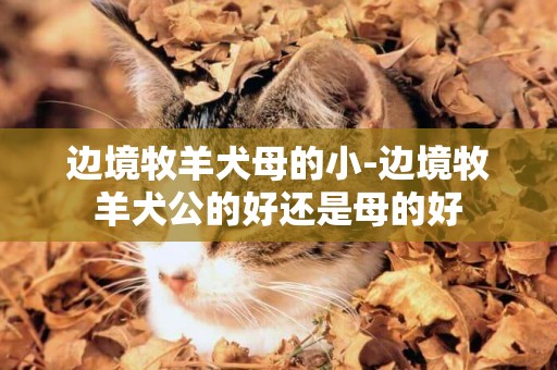 邊境牧羊犬母的小-邊境牧羊犬公的好還是母的好