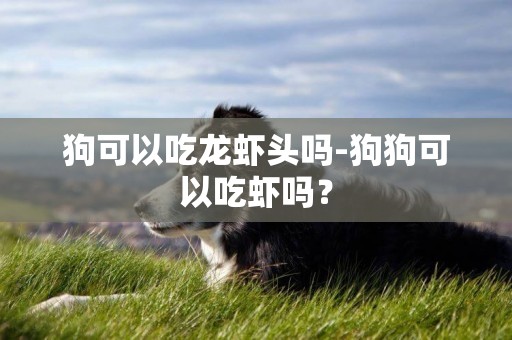 狗可以吃龍蝦頭嗎-狗狗可以吃蝦嗎？