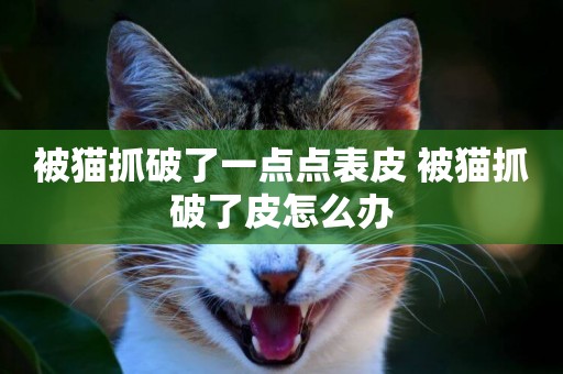 被貓抓破了一點點表皮 被貓抓破了皮怎么辦