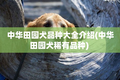 中華田園犬品種大全介紹(中華田園犬稀有品種) 