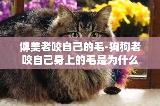 博美老咬自己的毛-狗狗老咬自己身上的毛是為什么
