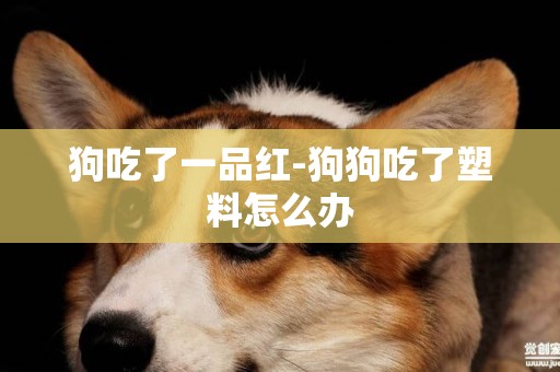 狗吃了一品紅-狗狗吃了塑料怎么辦