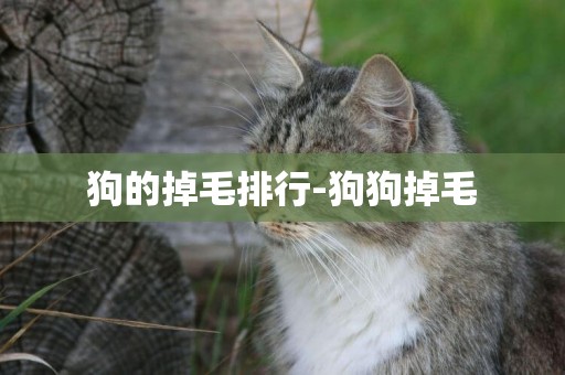 狗的掉毛排行-狗狗掉毛