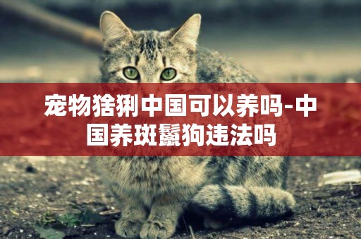 寵物猞猁中國可以養嗎-中國養斑鬣狗違法嗎