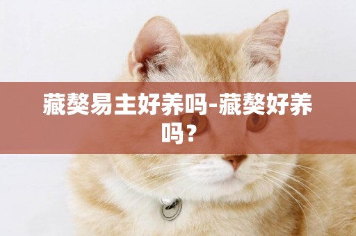 藏獒易主好養嗎-藏獒好養嗎？