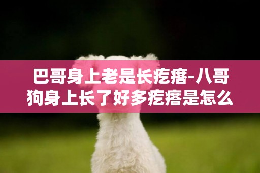 巴哥身上老是長疙瘩-八哥狗身上長了好多疙瘩是怎么回事?