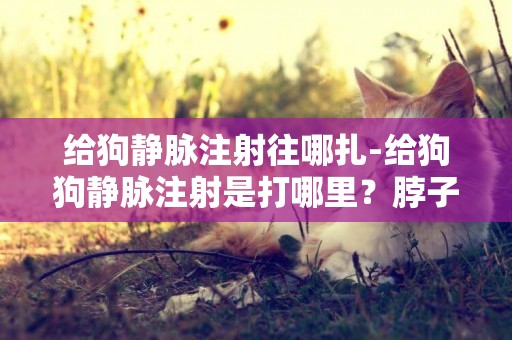 給狗靜脈注射往哪扎-給狗狗靜脈注射是打哪里？脖子后面嗎