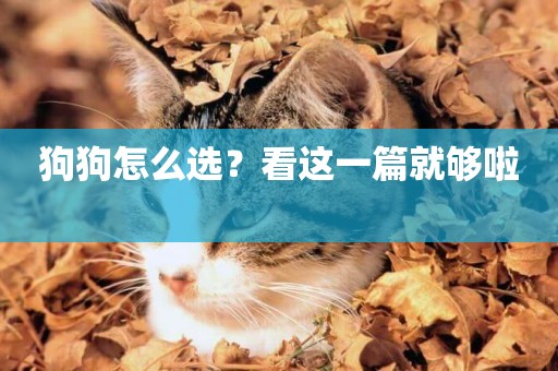 狗狗怎么選？看這一篇就夠啦 