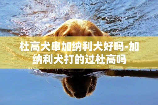 杜高犬串加納利犬好嗎-加納利犬打的過杜高嗎