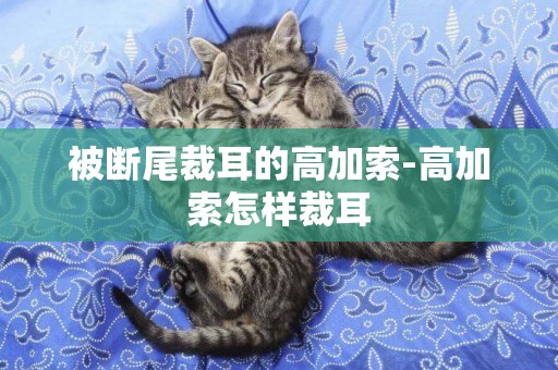 被斷尾裁耳的高加索-高加索怎樣裁耳