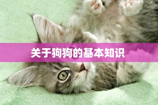 關于狗狗的基本知識 