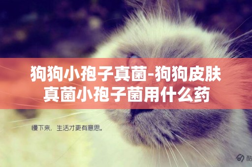 狗狗小孢子真菌-狗狗皮膚真菌小孢子菌用什么藥
