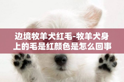 邊境牧羊犬紅毛-牧羊犬身上的毛是紅顏色是怎么回事