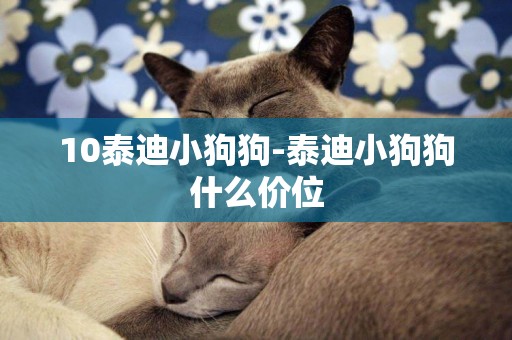 10泰迪小狗狗-泰迪小狗狗什么價位