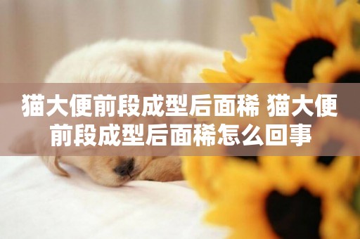 貓大便前段成型后面稀 貓大便前段成型后面稀怎么回事
