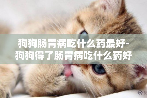 狗狗腸胃病吃什么藥最好-狗狗得了腸胃病吃什么藥好