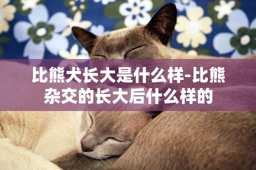 比熊犬長大是什么樣-比熊雜交的長大后什么樣的