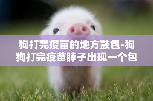 狗打完疫苗的地方鼓包-狗狗打完疫苗脖子出現一個包怎么回事？