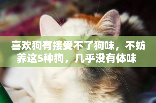 喜歡狗有接受不了狗味，不妨養這5種狗，幾乎沒有體味 
