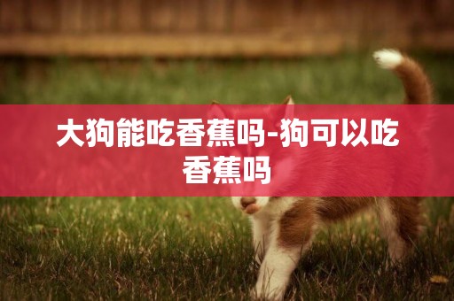 大狗能吃香蕉嗎-狗可以吃香蕉嗎