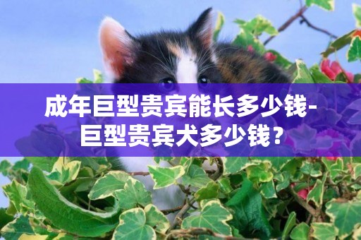 成年巨型貴賓能長多少錢-巨型貴賓犬多少錢？