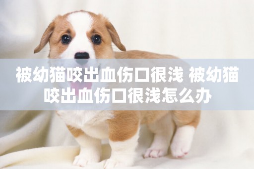 被幼貓咬出血傷口很淺 被幼貓咬出血傷口很淺怎么辦