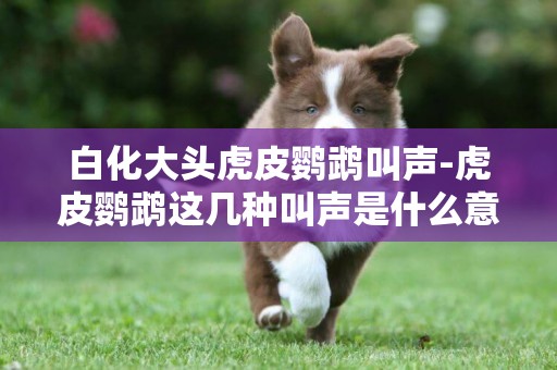 白化大頭虎皮鸚鵡叫聲-虎皮鸚鵡這幾種叫聲是什么意思