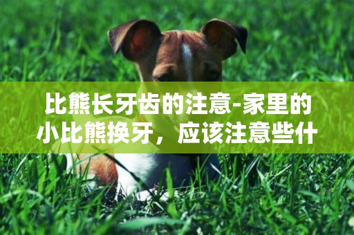 比熊長牙齒的注意-家里的小比熊換牙，應該注意些什么？