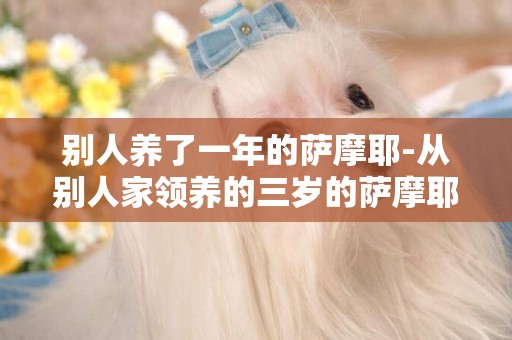 別人養了一年的薩摩耶-從別人家領養的三歲的薩摩耶