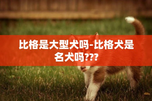 比格是大型犬嗎-比格犬是名犬嗎???