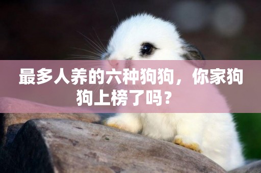 最多人養的六種狗狗，你家狗狗上榜了嗎？ 