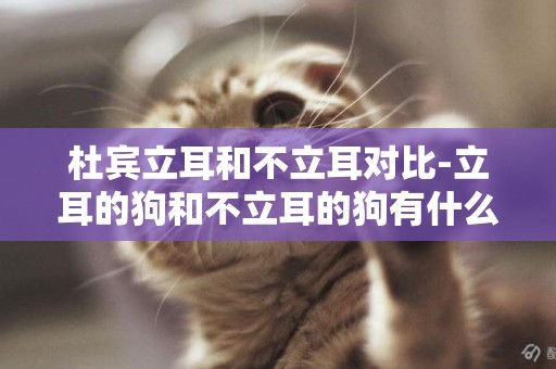 杜賓立耳和不立耳對比-立耳的狗和不立耳的狗有什么差別?
