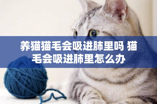 養貓貓毛會吸進肺里嗎 貓毛會吸進肺里怎么辦