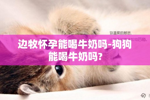 邊牧懷孕能喝牛奶嗎-狗狗能喝牛奶嗎?