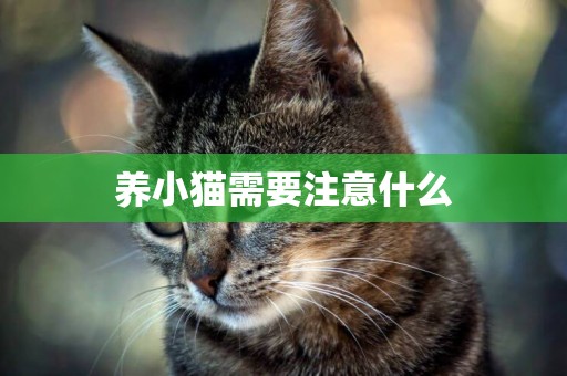 養小貓需要注意什么