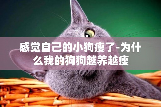 感覺自己的小狗瘦了-為什么我的狗狗越養越瘦