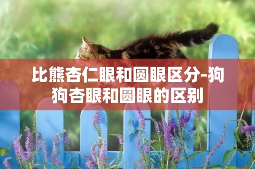 比熊杏仁眼和圓眼區分-狗狗杏眼和圓眼的區別