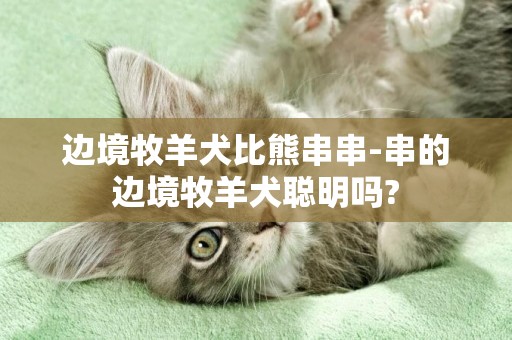 邊境牧羊犬比熊串串-串的邊境牧羊犬聰明嗎?