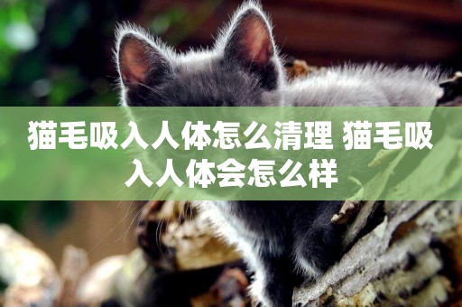 貓毛吸入人體怎么清理 貓毛吸入人體會怎么樣