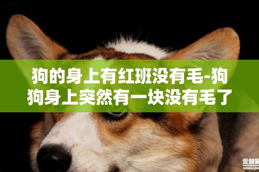 狗的身上有紅班沒有毛-狗狗身上突然有一塊沒有毛了不知道是怎么回事