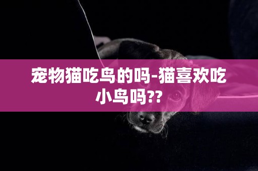 寵物貓吃鳥的嗎-貓喜歡吃小鳥嗎??