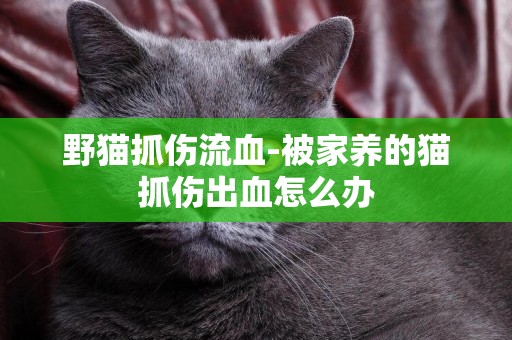 野貓抓傷流血-被家養的貓抓傷出血怎么辦
