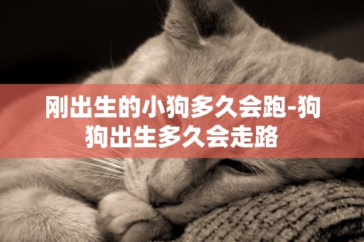 剛出生的小狗多久會跑-狗狗出生多久會走路